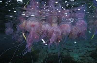 MEDJELLY, A SALVO DE LAS MEDUSAS.