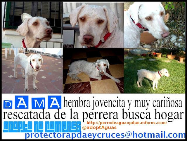 Dama, preciosa perrita de aguas en adopción.