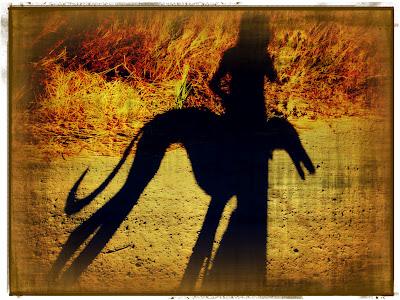 Entre luz y sombra....