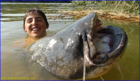 SILURO GIGANTE SILURO GIGANTE SILUROS Y CARPAS AL PELLETS