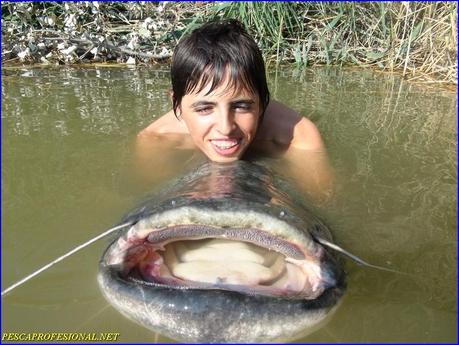 PESCA GUIADA DEL SILURO PESCA GUIADA DEL SILURO3 SILUROS Y CARPAS AL PELLETS