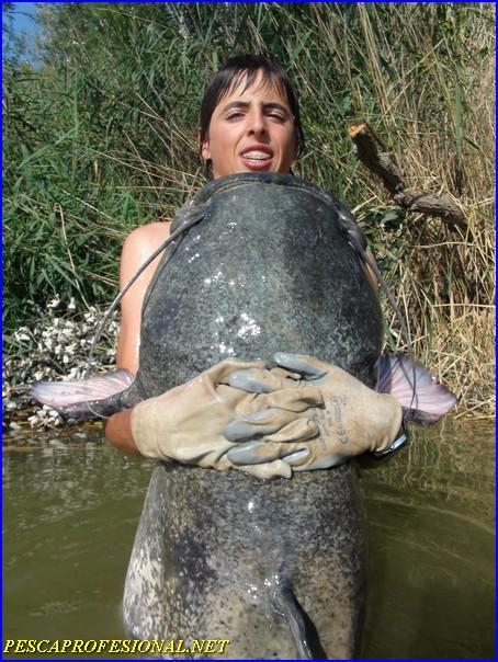 GUIAS DE PESCA DEL SILURO GUIAS DE PESCA DEL SILURO3 SILUROS Y CARPAS AL PELLETS