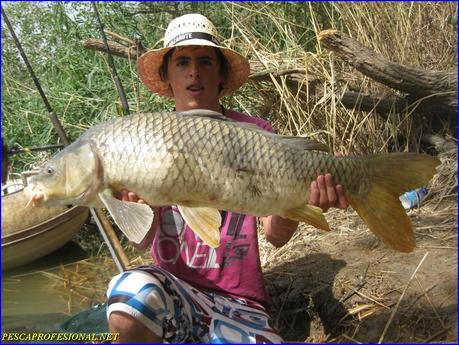 PESCA DE LA CARPA PESCA DE LA CARPA SILUROS Y CARPAS AL PELLETS