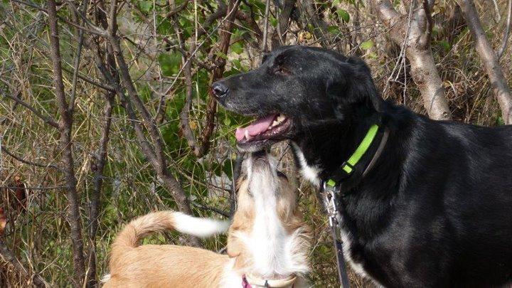 Historias de adoptad@s. Zape