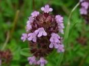 Serpol, relajante muscular natural