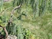 Llorando Alerce, Larix decidua