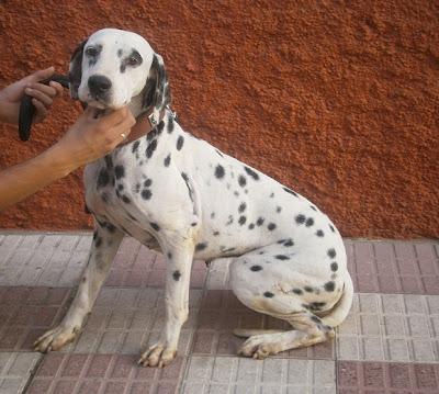 Blanquita, dálmata y su cachorro buscan hogar definitivo (Cadiz)