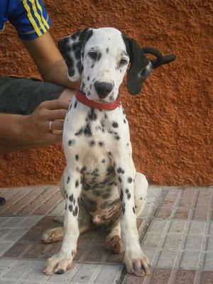 Blanquita, dálmata y su cachorro buscan hogar definitivo (Cadiz)