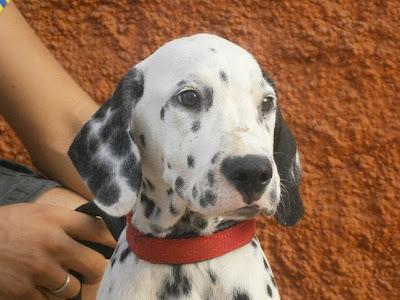 Blanquita, dálmata y su cachorro buscan hogar definitivo (Cadiz)