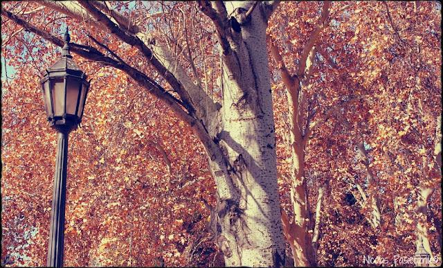 Fotorreportaje: Árboles de Mendoza