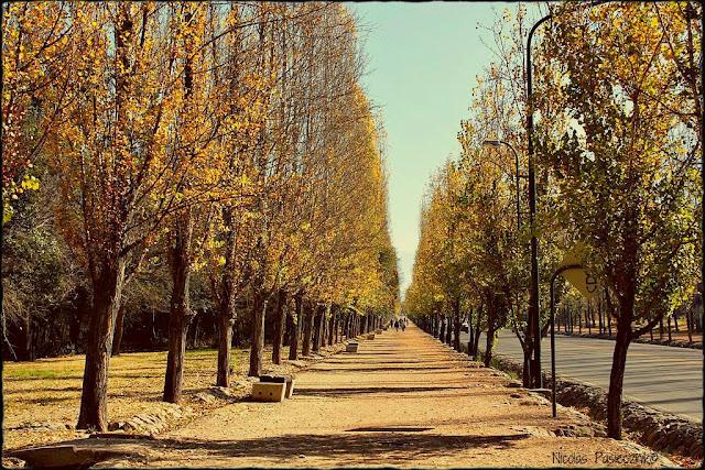Fotorreportaje: Árboles de Mendoza