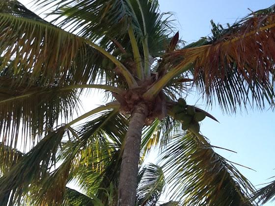 Diario de un viaje a Puerto Rico