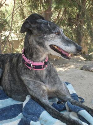 Reina que espera reinar en tu corazón.