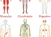 SALUD: Orgános Cuerpo Relación Emoci...