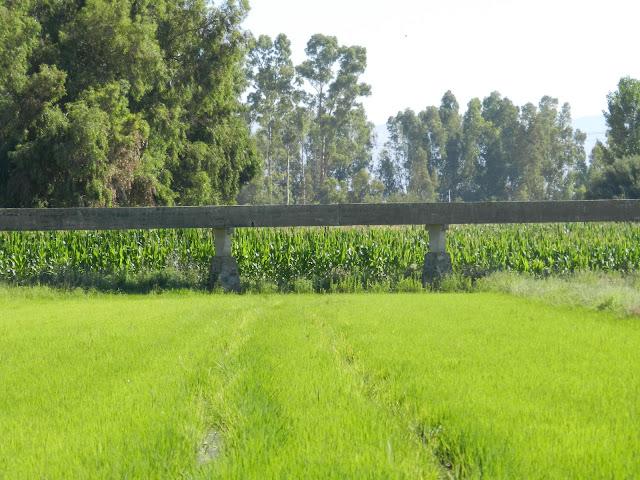 Paseo por... Campos de Regadío