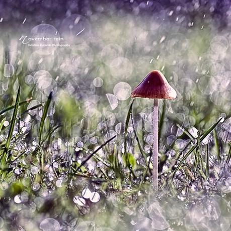 Hosted by imgur.com Una Fascinante colección de fotografía de Lluvia – Inspiración