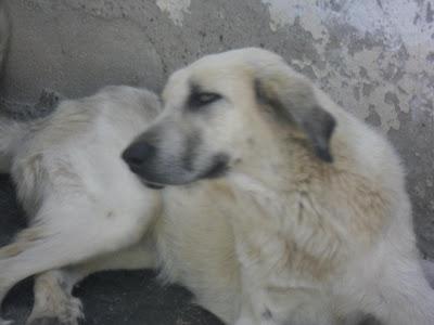 URGENTE, NATURA NECESITA OPERACION URGENTE, ESTÁ CASI INVALIDA. ECIJA (SEVILLA)