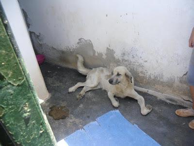 URGENTE, NATURA NECESITA OPERACION URGENTE, ESTÁ CASI INVALIDA. ECIJA (SEVILLA)