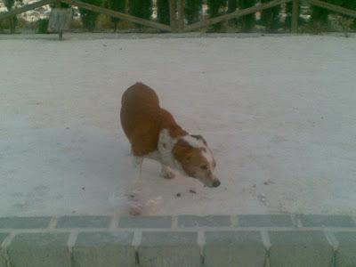 URGENTE!! PERRITO ABANDONADO EN ESTEPA (SEVILLA)