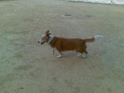 URGENTE!! PERRITO ABANDONADO EN ESTEPA (SEVILLA)