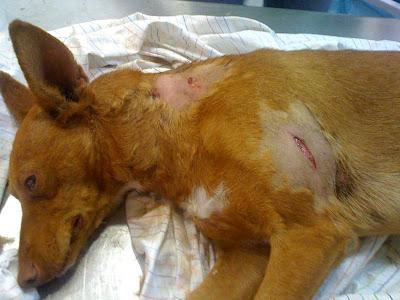 Nek, podenquito que ha sufrido un calvario.