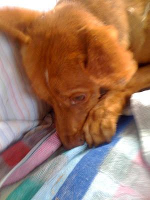 Nek, podenquito que ha sufrido un calvario.