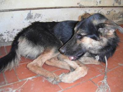 Precioso cachorro pastor aleman con la mandibula desencajada. Perrera de Huelva.