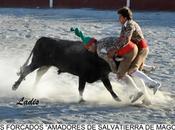 Entretenido festojo rejones Espiel, Córdoba