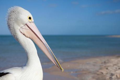 Playas australianas en imágenes, por Phil Hill, fotógrafo de viajes