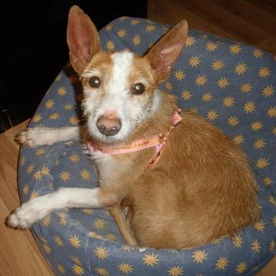 Foto: PRIMERA SEMANA EN ACOGIDA !  Os presentamos a PANDORA, esta guapa podenca maneto de apenas 33 cm de altura.   PANDORA fue recogida por nuestro compañero Jose Medina de la carretera  donde vagaba sin rumbo, famélica y llena de mordidas y con unas mamas de haber sido utilizada para  criar de lo grandes y destrozadas que las tiene. Enseguida fue llevada a uno de nuestros veterinarios para ver si tenía chip y darle los primeros cuidados.Por supuesto no tenía chip a si que dado su estado la llevamos a una casa de acogida y allí ha pasado el último mes y medio recuperandose.  Se le han ido quitando todas las mordidas de su cabeza y cuerpo, ha ido cogiendo confianza en el ser humano y se ha convertido en una perra feliz, tranquila, cariñosa, se lleva bien con perros ,gatos, personas.... Ha sufrido mucho como se ve en la cantidad de marcas que se apreciaban en su cuerpo y por el miedo que le daba incluso, que te agacharas a su lado.   Ahora se merece encontrar al fin una familia que le de la felicidad que se merece después de tanto sufrir.  Si alguien se anima tiene unos cinco años, es muy limpia, se porta muy bien en una casa, pasea bien con collar y ya está vacunada, desparasitada, castrada, y se dará con pre y post seguimiento. Por supuesto abstenerse cazadores  CONTACTO: info@fundacionluna.org TELÉFONO: 923 240 163  GRACIAS