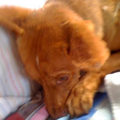 Foto: Copio:   NEK es un podenquito de 10 kilitos, solo un añito y medio y nuestro pequeño ya ha pasado por infinidad de cosas.  Nos dieron el aviso de que creían que lo habían atropellado, fuimos a buscarlo y estaba debajo de un arbol tirado, pero moviendonos su colita, infinidad de heridas, solo movia el cuello por lo que nuestro temor era enorme!!   Lo llevamos al vet de urgencia y lo primero que nos dicen:  LE HAN QUITADO EN MICROCHIP DE UN TAJO,  PARECE QUE LO HAN QUERIDO AHORCAR PORQUE TIENE EL CUELLO HORROROSO DE HERIDAS Y COMPLETAMENTE LLENO DE SANGRE, POR SUERTE TIENE MOVILIDAD Y SENSIBILIDAD EN TODAS LAS PATAS..   Tiene heridas muy feas y profundas pero se recuperara...  Si alquien quiere adoptar o acoger a esta preciosidad que escriba a: esther_rg1990@hotmail.com