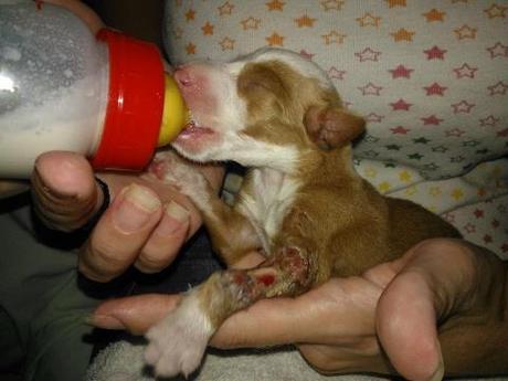 Firo , corre tras el arco iris