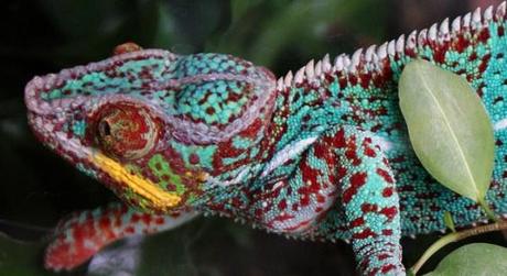 camaleon camaleon