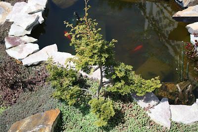 Bonsai en el Jardín