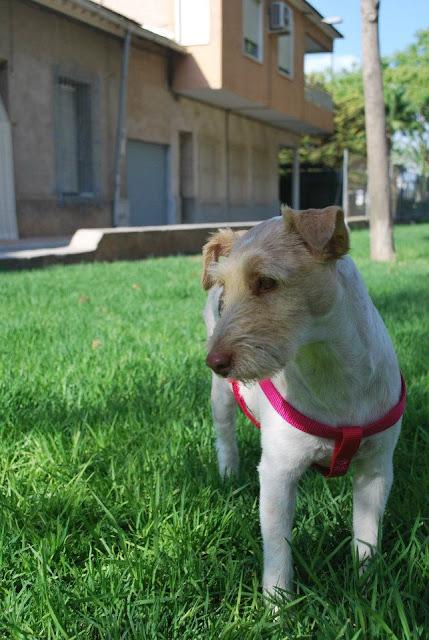 NECESITA ADOPCION URGENTE!! Pegy, cruce de fox terrier, maltratada... busca un hogar.MURCIA‏