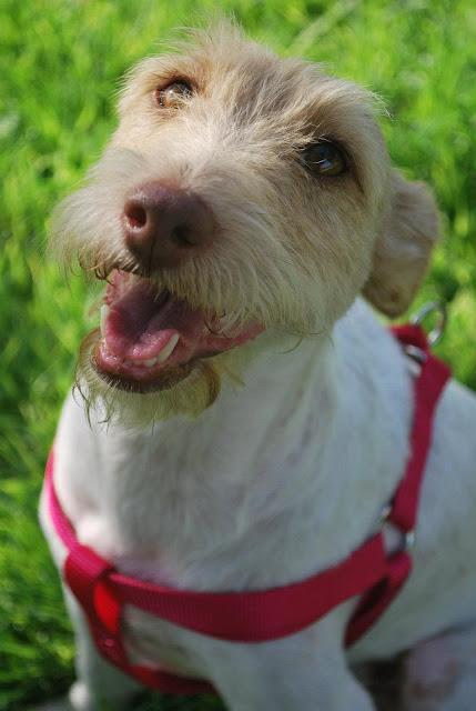 NECESITA ADOPCION URGENTE!! Pegy, cruce de fox terrier, maltratada... busca un hogar.MURCIA‏