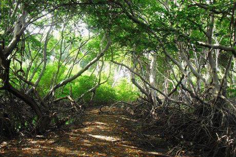 Qué son los Manglares? y el Parque Tierra de Sueño en Maracaibo