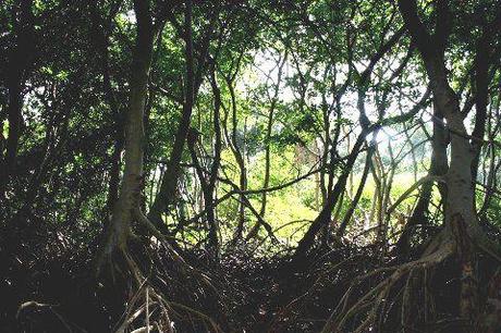 Qué son los Manglares? y el Parque Tierra de Sueño en Maracaibo Qué son los Manglares? y el Parque Tierra de Sueño en Maracaibo