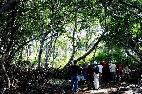 Qué son los Manglares? y el Parque Tierra de Sueño en Maracaibo Qué son los Manglares? y el Parque Tierra de Sueño en Maracaibo
