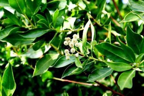 Qué son los Manglares? y el Parque Tierra de Sueño en Maracaibo Qué son los Manglares? y el Parque Tierra de Sueño en Maracaibo