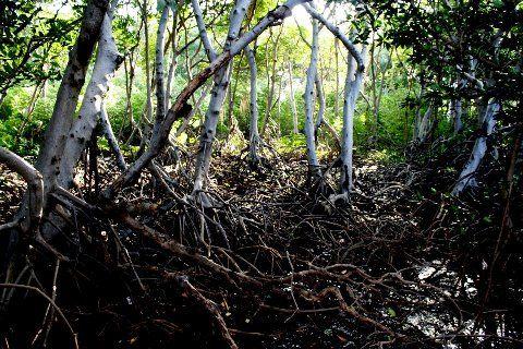 Qué son los Manglares? y el Parque Tierra de Sueño en Maracaibo