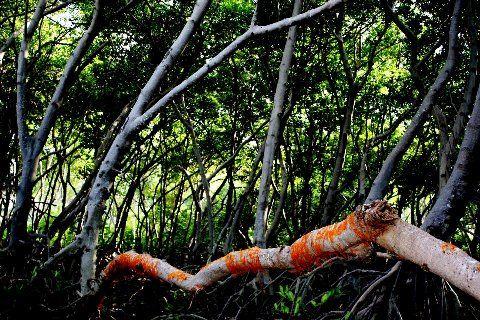 Qué son los Manglares? y el Parque Tierra de Sueño en Maracaibo