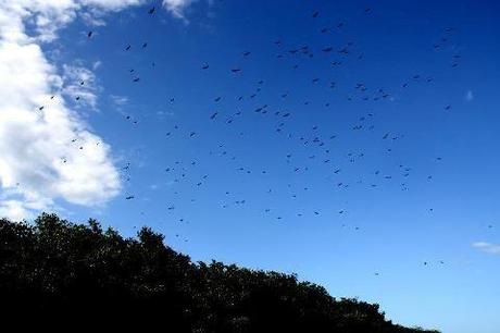 Qué son los Manglares? y el Parque Tierra de Sueño en Maracaibo Qué son los Manglares? y el Parque Tierra de Sueño en Maracaibo