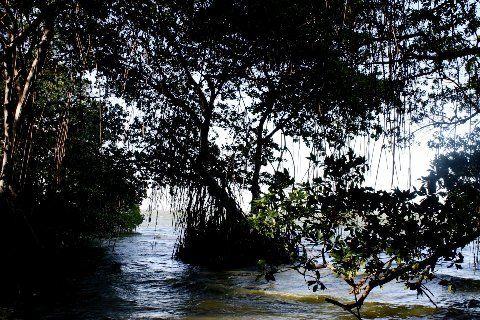 Qué son los Manglares? y el Parque Tierra de Sueño en Maracaibo