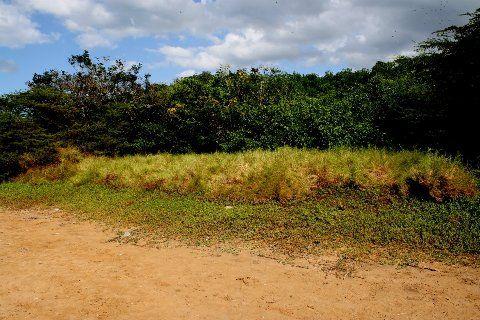 Qué son los Manglares? y el Parque Tierra de Sueño en Maracaibo