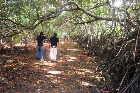 Qué son los Manglares? y el Parque Tierra de Sueño en Maracaibo Qué son los Manglares? y el Parque Tierra de Sueño en Maracaibo