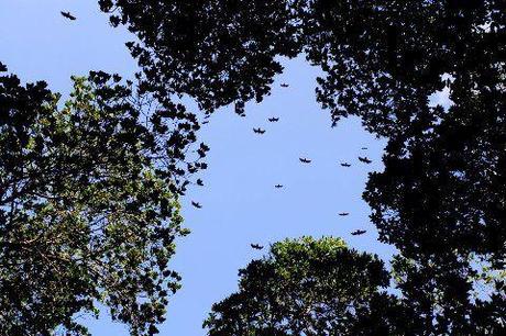 Qué son los Manglares? y el Parque Tierra de Sueño en Maracaibo Qué son los Manglares? y el Parque Tierra de Sueño en Maracaibo
