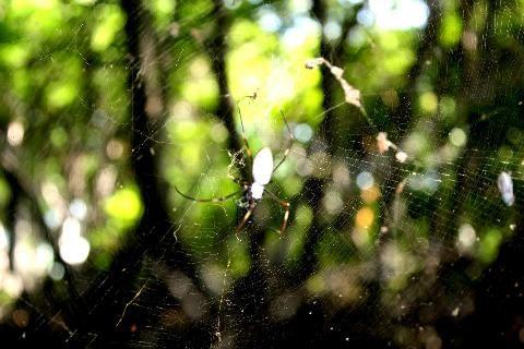 Qué son los Manglares? y el Parque Tierra de Sueño en Maracaibo