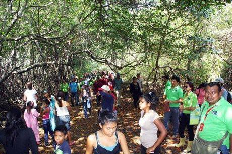 Qué son los Manglares? y el Parque Tierra de Sueño en Maracaibo Qué son los Manglares? y el Parque Tierra de Sueño en Maracaibo