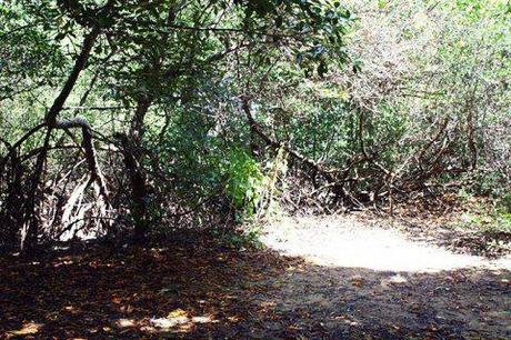 Qué son los Manglares? y el Parque Tierra de Sueño en Maracaibo Qué son los Manglares? y el Parque Tierra de Sueño en Maracaibo